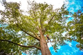 Best Tree Health Inspection  in Valley Stream, NY