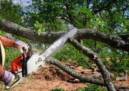 Trusted Valley Stream, NY  Tree Services Experts