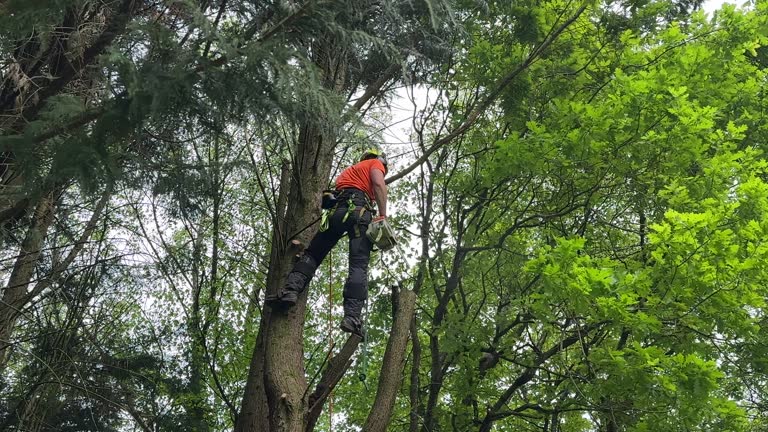  Valley Stream, NY Tree Services Pros