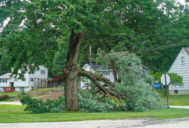 Best Tree Risk Assessment  in Valley Stream, NY