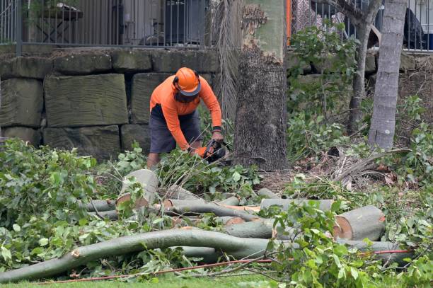 Best Emergency Tree Removal  in Valley Stream, NY