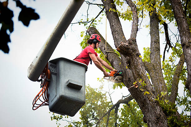 Why Choose Our Tree Removal Services in Valley Stream, NY?